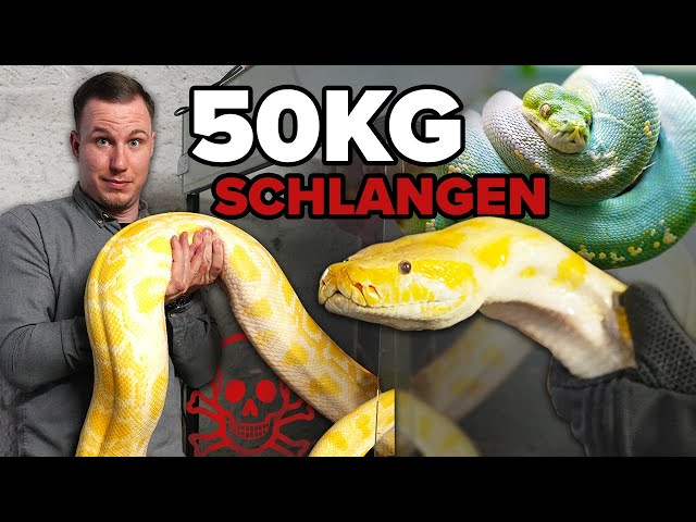 These SNAKES are kept in TERRARIUMS!... Warning VENOMOUS ☠️