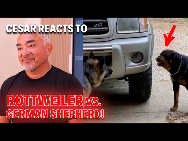 German Shepherd Shows Rottweiler Who's Boss | Cesar Reacts