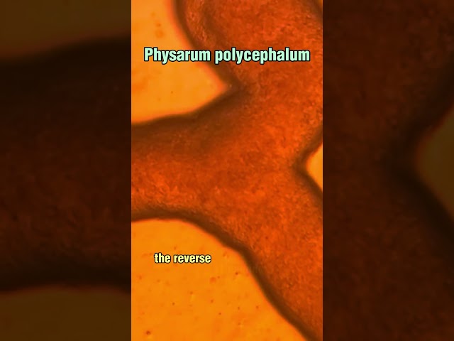 Slime Mold That Moves Backwards
