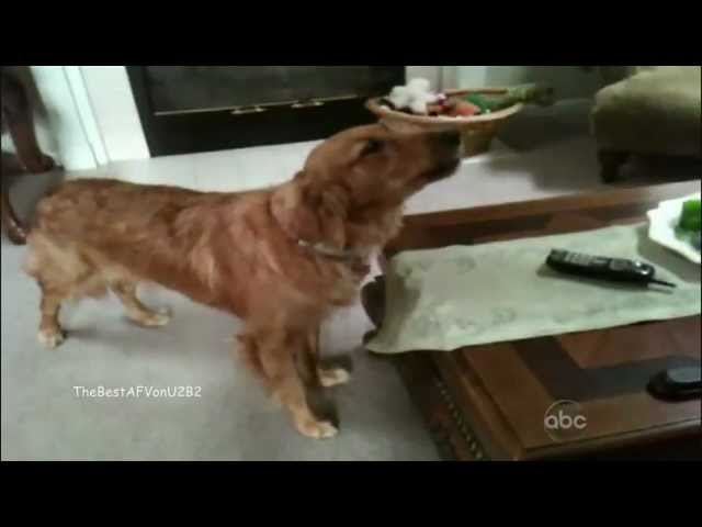 ☺America's Funniest Home Videos Part 5 | OrangeCabinet