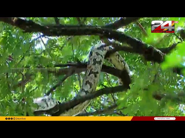 ചിൽ മൂഡിൽ പെരുമ്പാമ്പ്; ചില്ലയിൽ നിന്ന് ചില്ലയിലേക്ക് ലാവിഷായി ഇഴയുന്നു | Python | Maharajas College