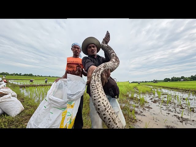 Catching ONE of the most dangerous venomous snakes in Asia bare-handed! 🌾⚠️