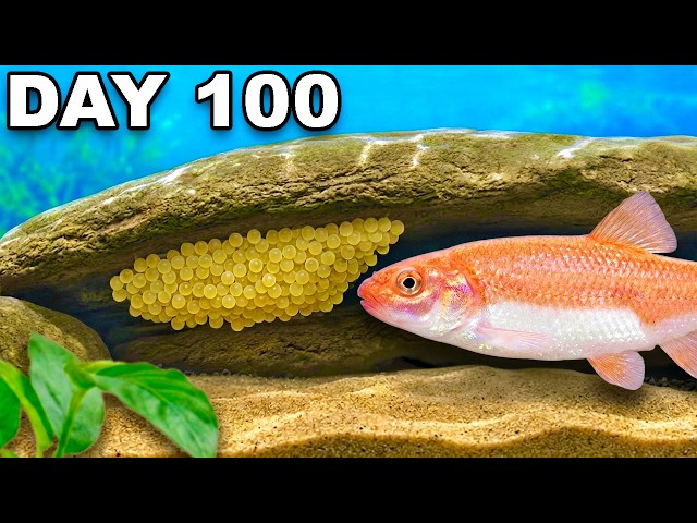 Simulating a Stream Ecosystem for 100 Days