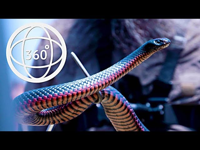 La Perouse Snake Show in 360°