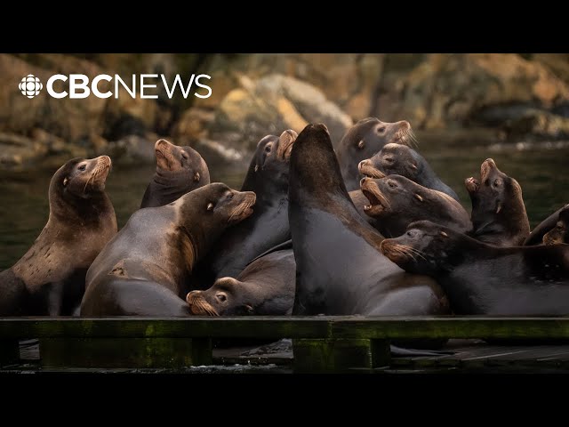 Pinniped experts blame visiting American sea lions for loud barking in B.C waters