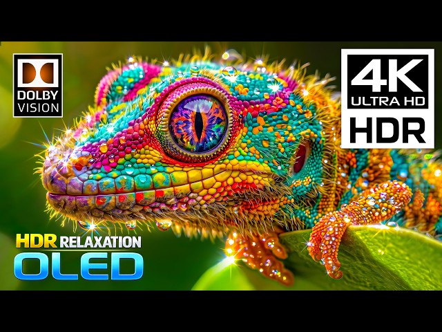 BEST 4K Video EVER😮EPIC HDR Video 4K 120FPS | Dolby Vision | 8K ULTRA HD TV