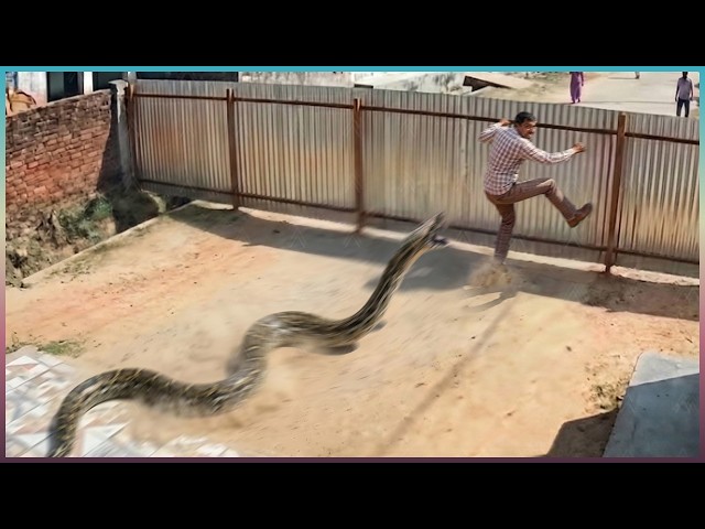 Terrifying Snake Encounters Caught on Camera
