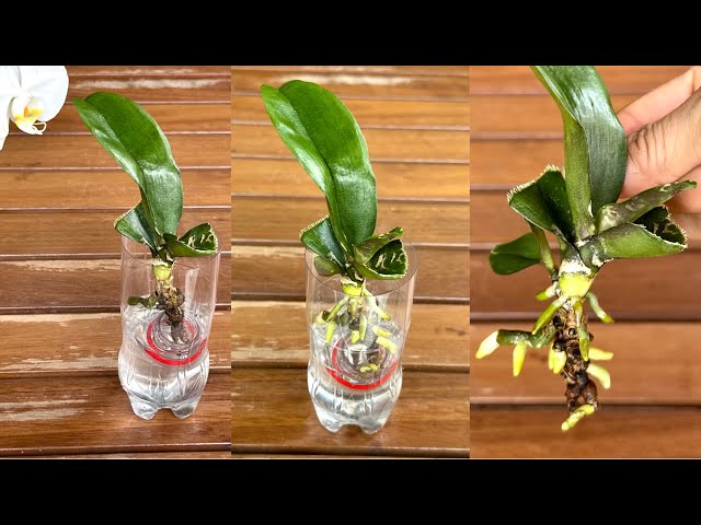 A surprising trick! Orchids sprout roots immediately, and new shoots appear after just one month.
