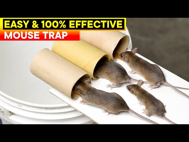 Best and Easy Mouse Trap Bucket | Rat Trap Homemade | DIY Mouse Trap