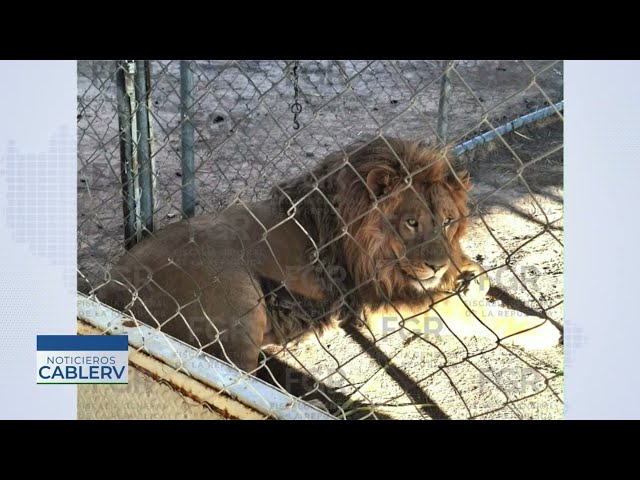 Raid in SLP leads to three arrests, hundreds of items recovered, and exotic animals!