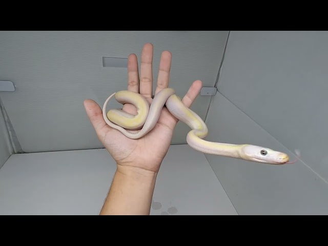 Cow Reticulated Python Female 5 (05/11/26)