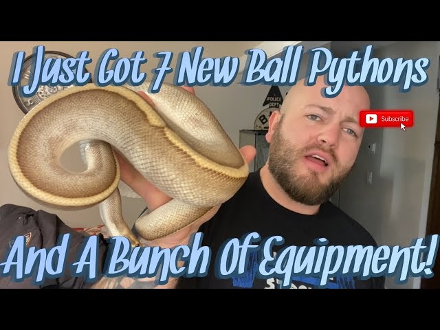 I Just Purchased An Entire Ball Python Collection + Equipment! Check Out My 7 New Snakes!