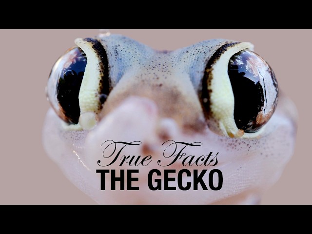 True Facts: Geckos