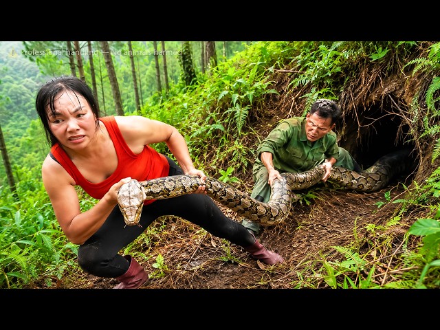 72 Hours Survival: Father and Daughter Face Danger While Catching a Giant Python!