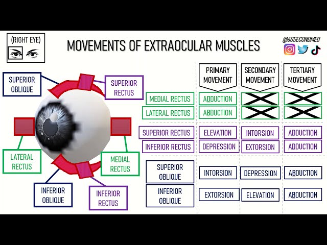 65 SECONDS on EXTRAOCULAR MUSCLE MOVEMENTS (Concise learning!)