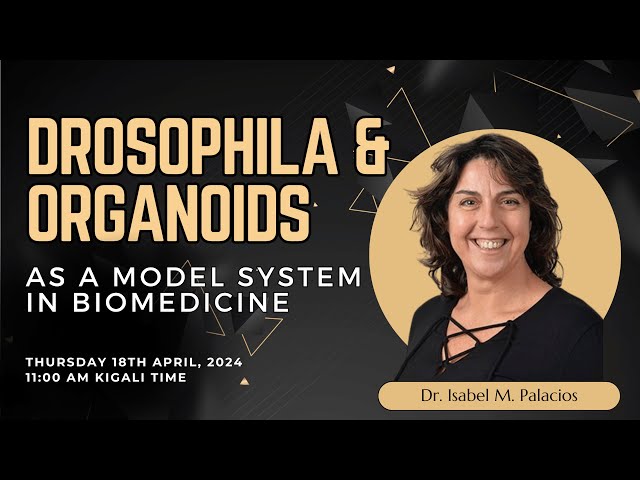 Drosophila and Organoids as a Model System in Biomedicine