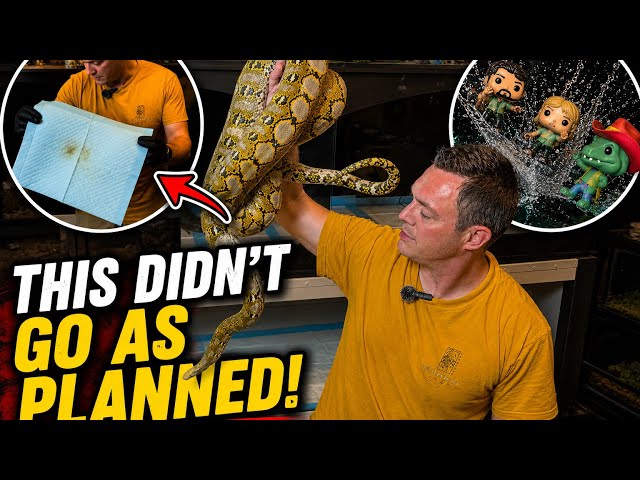 I Found a Problem With These Snake Enclosure Pads