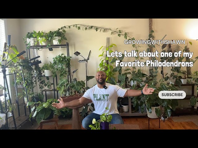 How I care for my Philodendron Gloriosum