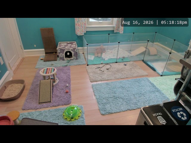 Kitkat Playroom LIVE: 💛 Meet Fax, Cecil & Finnegan 🥰 Three Wyatt's Army members with special needs 🧡