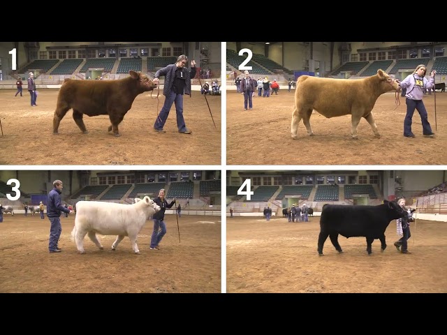 4-H Cattle Judging: Example 3- Market Steers