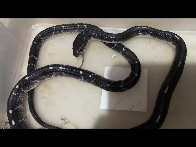 । Moments of Common Krait eating common wolf snake ।