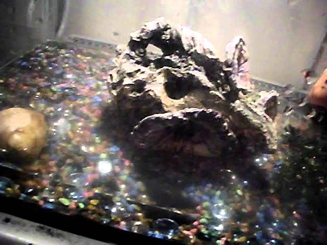 Reptile Entry for Cornsnake33