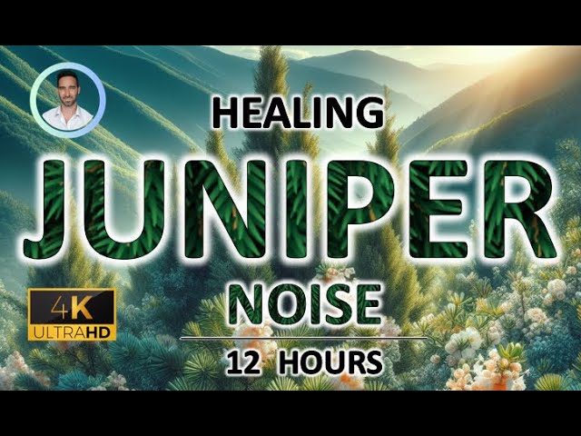 Healing Juniper Green Noise | 12 Hours | BLACK SCREEN | Migraine, Gout, Tinnitus & Arthritis Relief