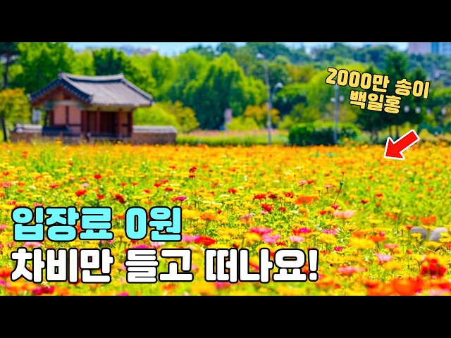 A Hidden Sea of Flowers Just 30 Mins Away 🌸 No Car Needed!