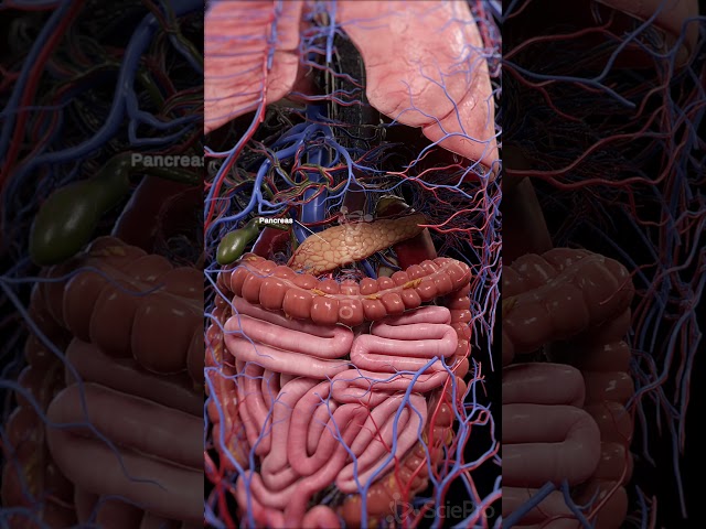 🧬 The Endocrine System: The Body’s Hormone Network 🧬