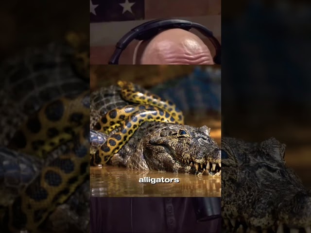 Python Eating Alligators In The Everglades 🐍🐊
