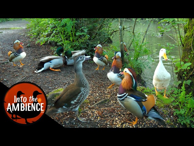 Ducks Quacking - Mandarin Duck - Mallards - Pekin Ducks - Nature Relaxation Video