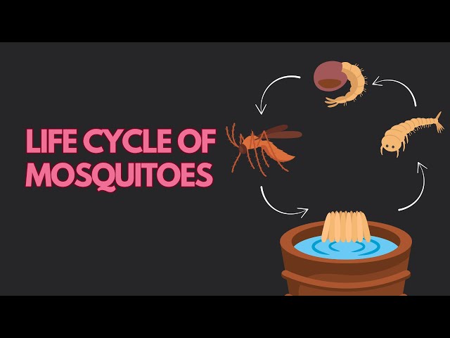 Life Cycle of Mosquito | Living Creatures | Grade 6 | Science | Khan Academy