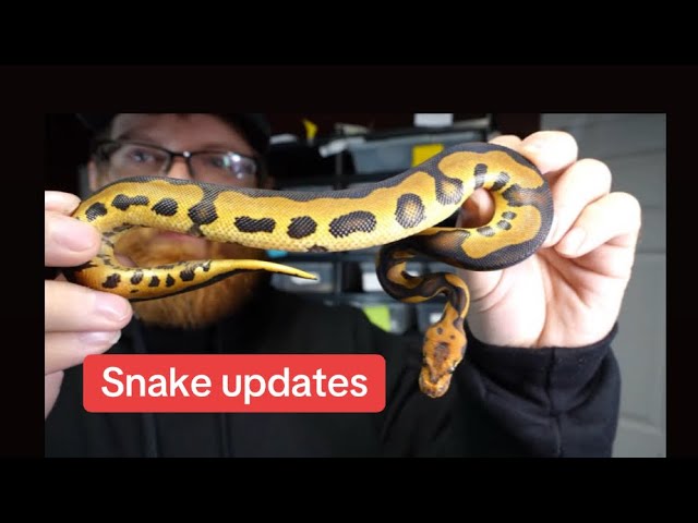 Baby Snake Updates