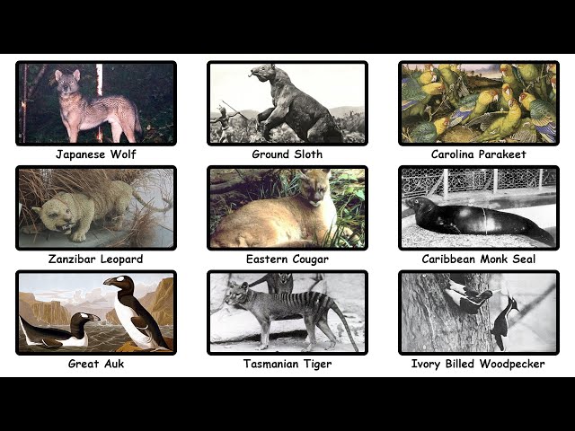 Every Extinct Animal That Might Still Be Alive