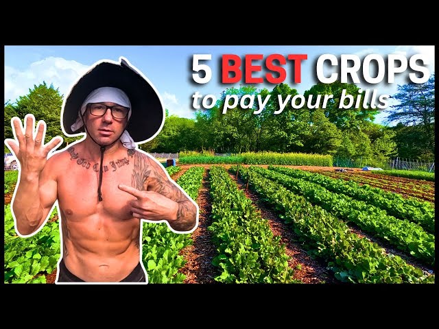 High-Profit Vegetable Farming for Beginners (Low Effort, High Value)