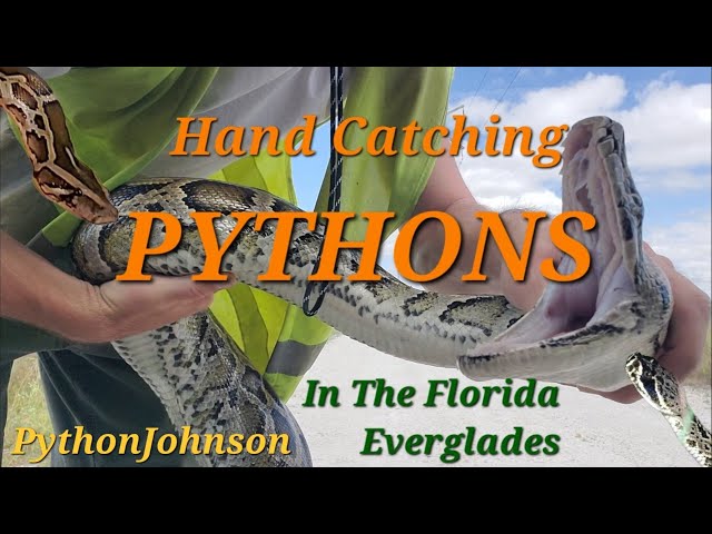 Python Hunting In The Florida Everglades - Ep.8