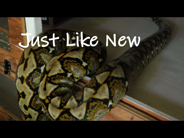 Freshly Shed Sulawesi Reticulated Python