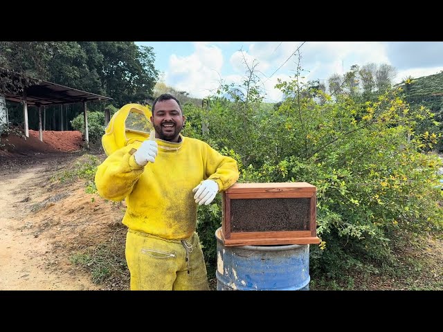 🚨EDUCATIONAL Hive with AFRICANIZED bees🐝❤️