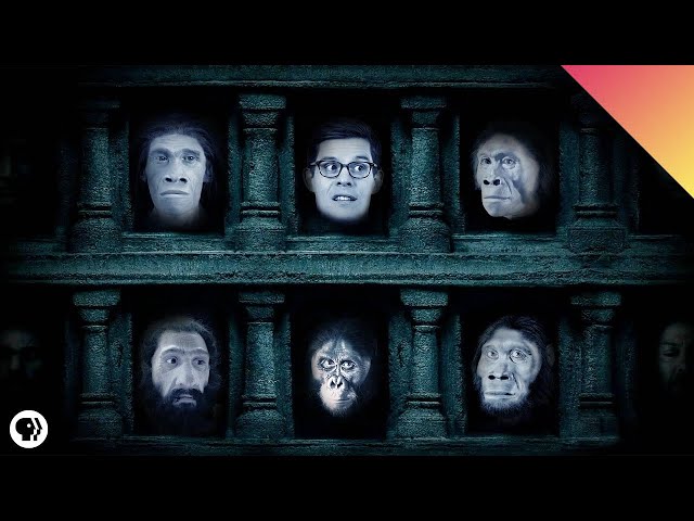 Where Did Humans Come From?