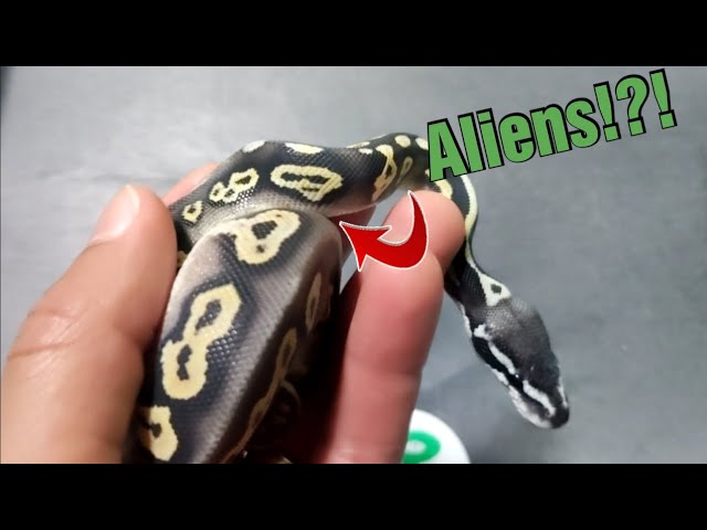 New Ball Python Hatchlings! #animal #ballpython #reptiles #python #snake #ballpythonbreeder