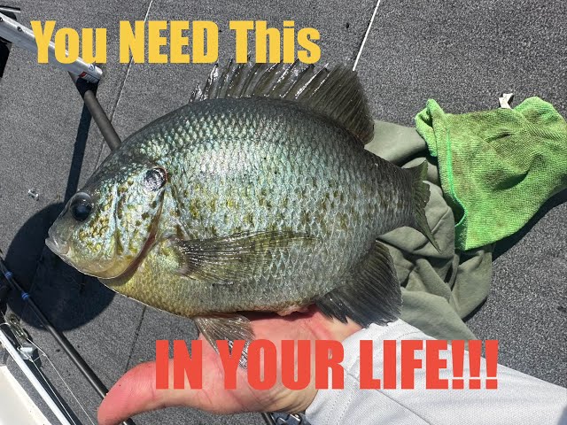 Shellcracker Fishing at It's Finest