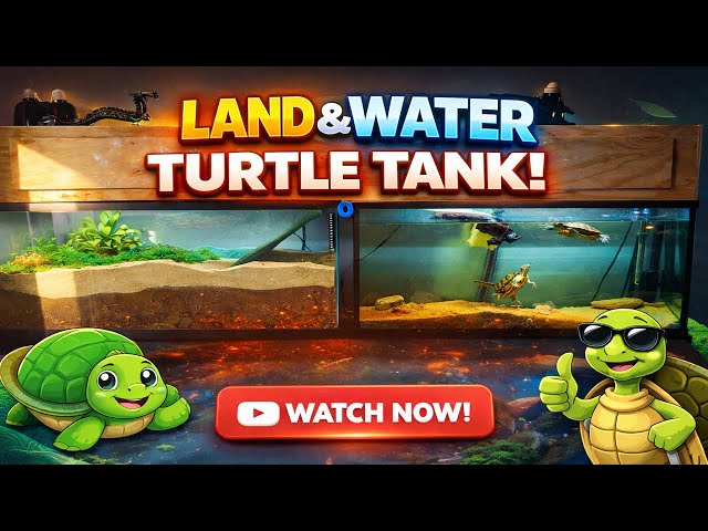 Turtle Tank Land and Water