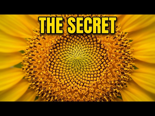 The Secret 🌻