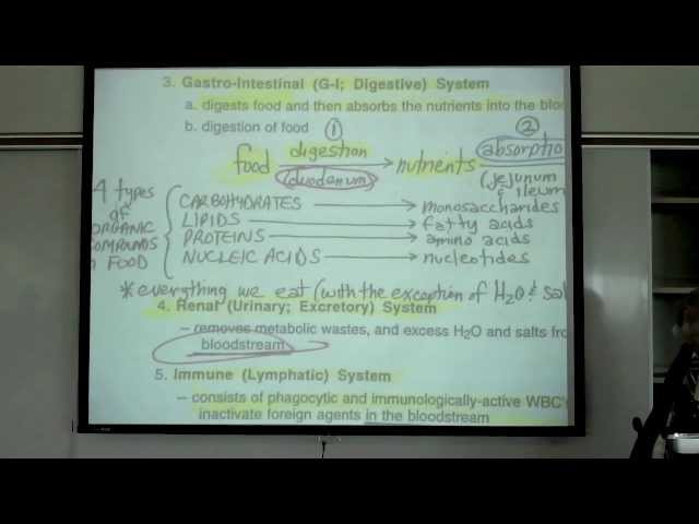 Intro to Human Physiology by Professor Fink