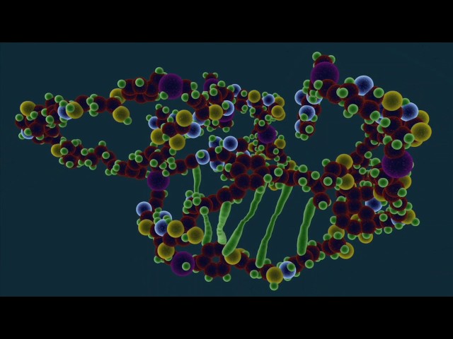 What is Protein Denaturation? - Food Science