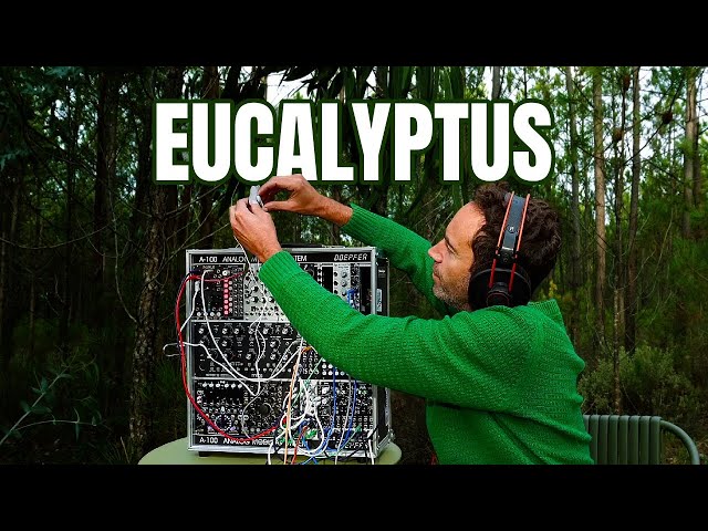 Living Eucalyptus Sound | A Quiet Listening Practice for Presence
