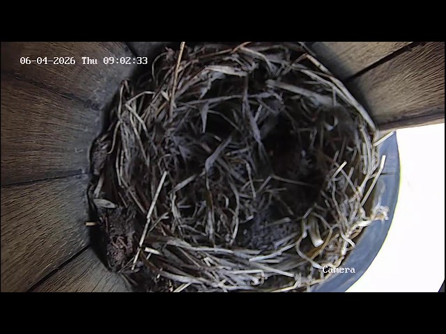 LIVE 24/7 | Wildlife Camera 4 | May 22, 2026