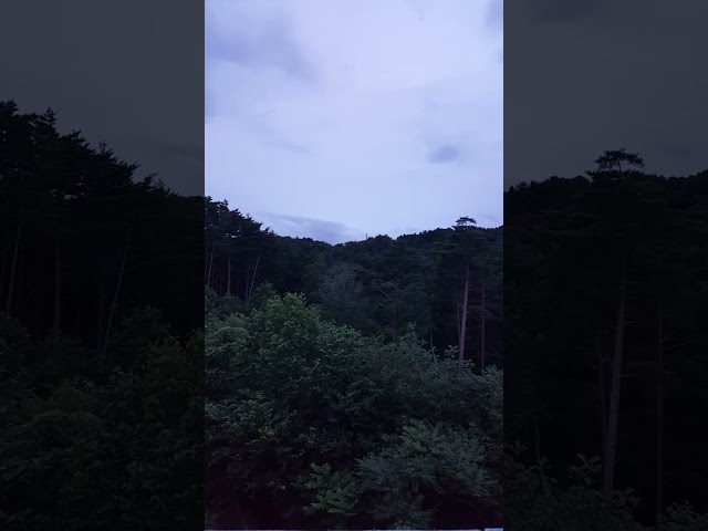 ひな鳥の朝　2026/7/26　Morning Songs of Hatchlings"Gentle morning chirps from the forest."