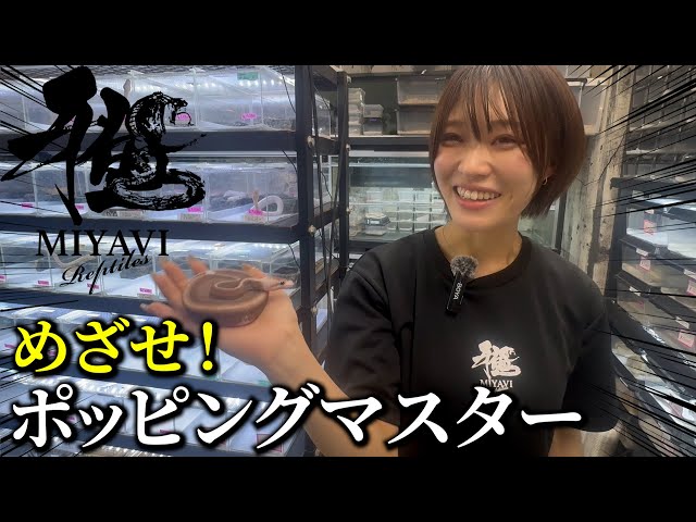 [Ball Python] Aim to be a Popping Master! feat. Miyabi Reptiles