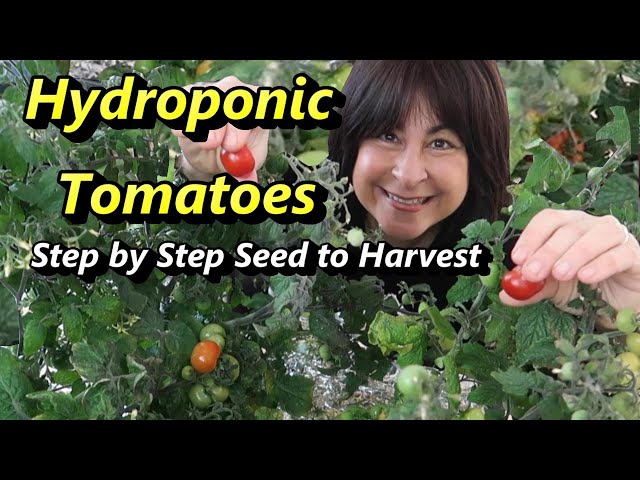 How to Grow Hydroponic Tiny Tim Tomatoes from Seed to Harvest: Kratky vs. DWC
